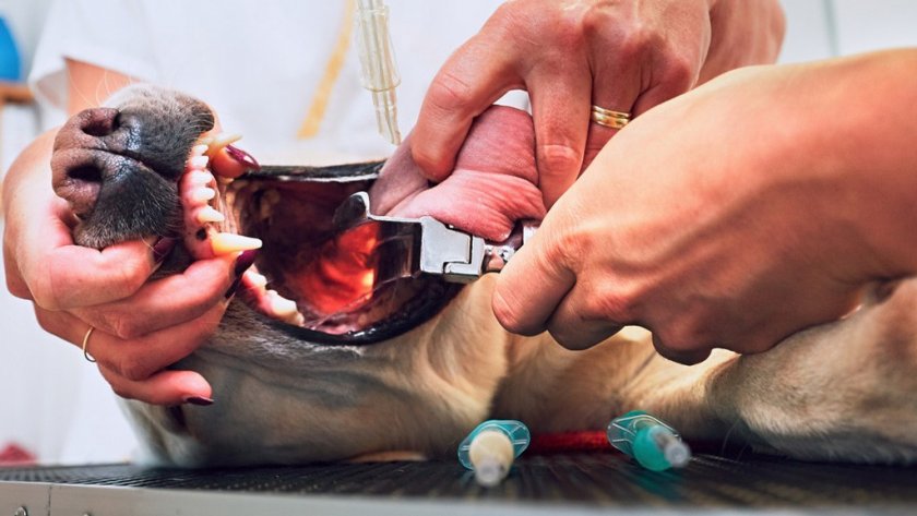 Паралич гортани у собаки