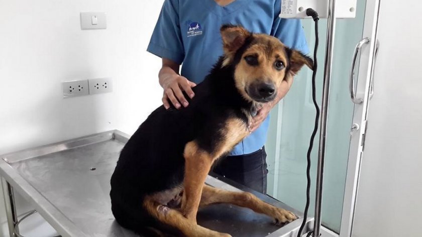 Парез задних лап собаки