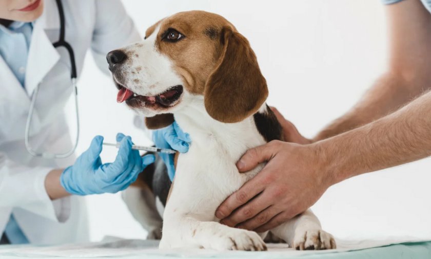 Вакцинация собаки