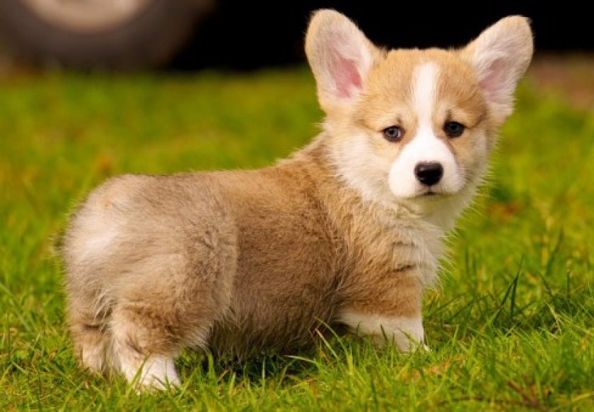 Щенок вельш-корги