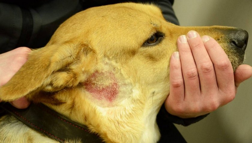 Дерматоз у собаки