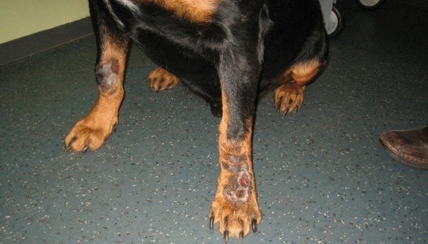 Акральный дерматит у собаки