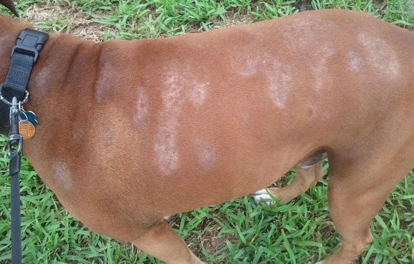 Паразитарный дерматит у собаки