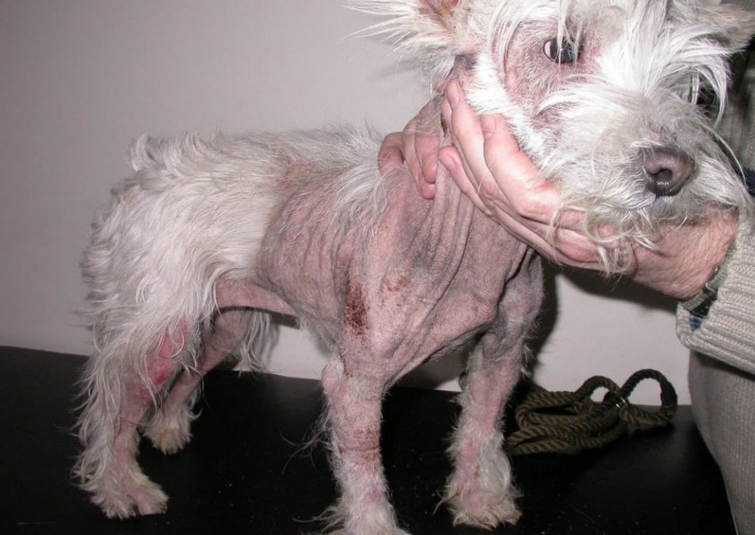 Дерматит у собаки