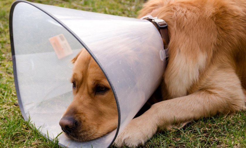 Елизаветинский воротник на собаке