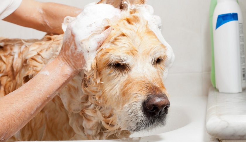 Купание собаки