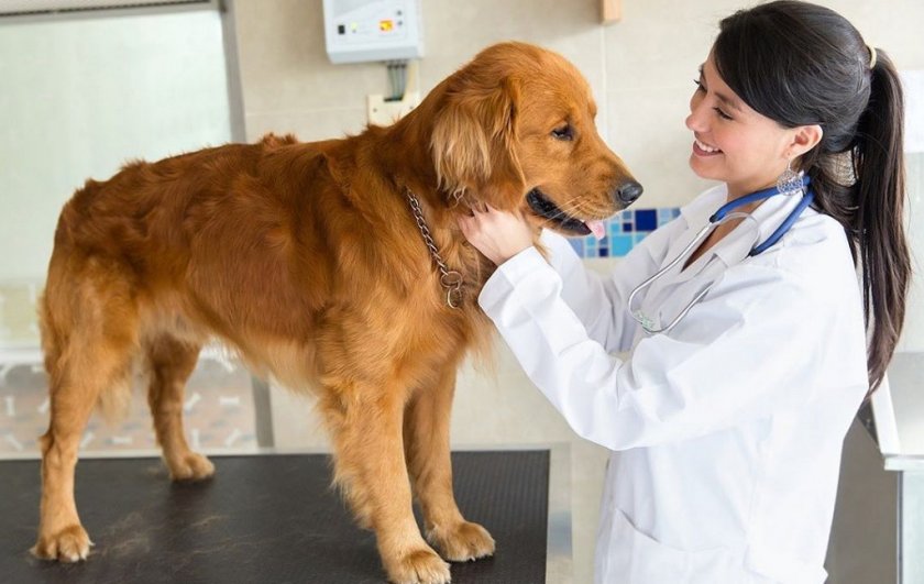 Колит у собаки