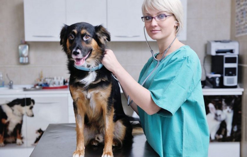 Колит у собаки