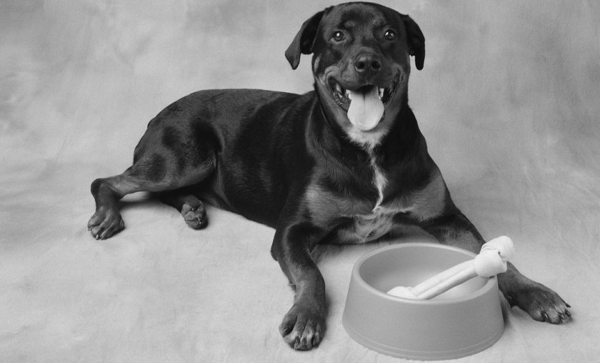 Колит у собаки