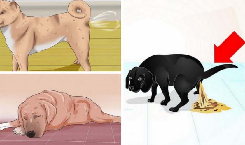 Симптомы колита