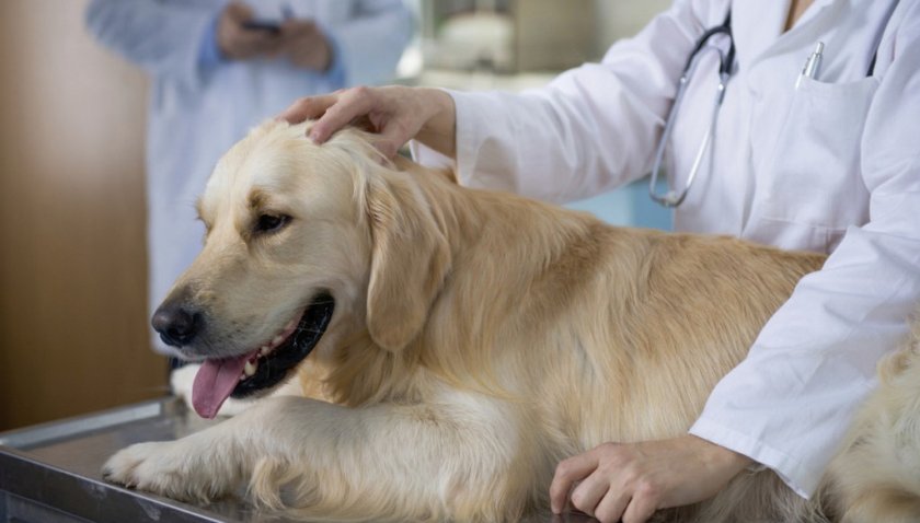 Выздоровление собаки