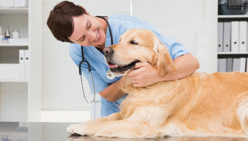 Собака у ветеринара