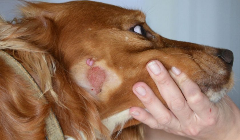 Экзема у собаки