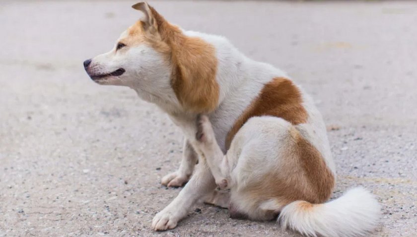 Экзема у собаки
