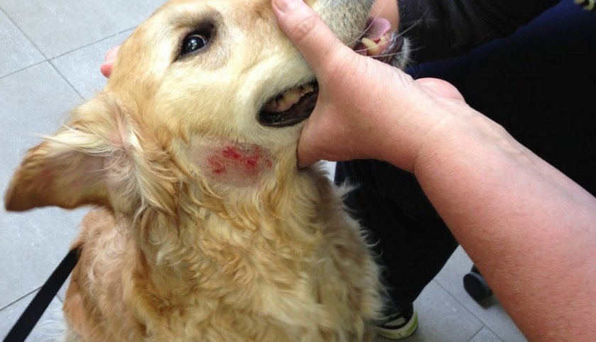 Экзема у собаки