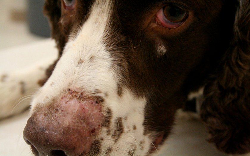 Экзема у собаки