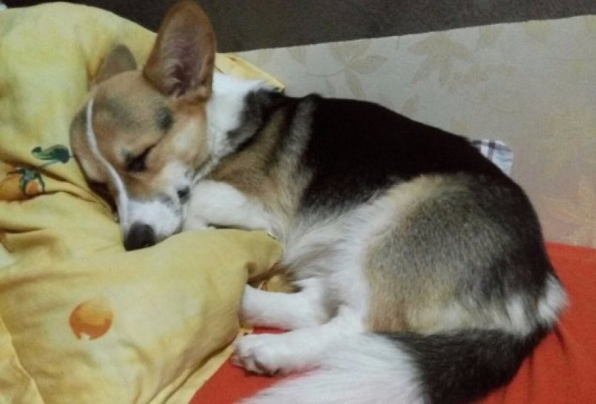 Корги в квартире