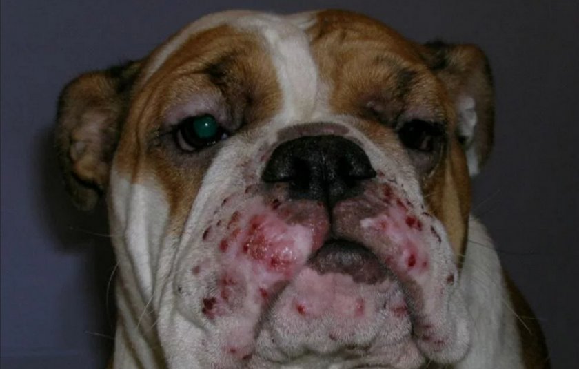 Прыщи у собаки