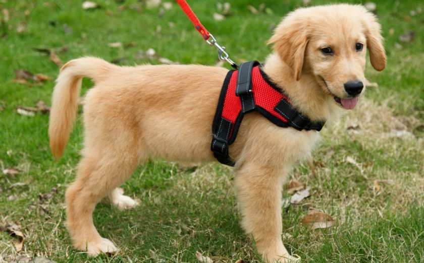 Шлейки для собаки