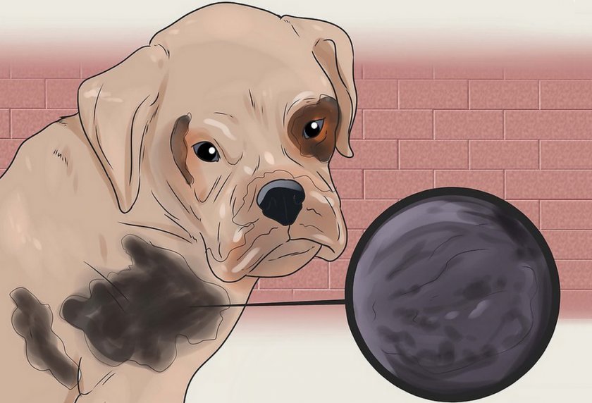 Демодекоз у собаки Демодекоз у собаки