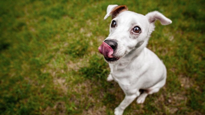 Здоровая собака