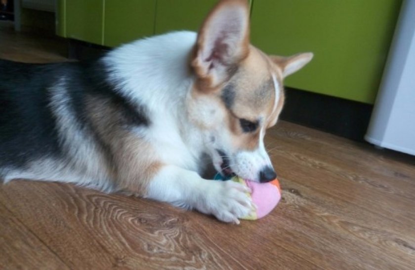 Вельш-корги в квартире