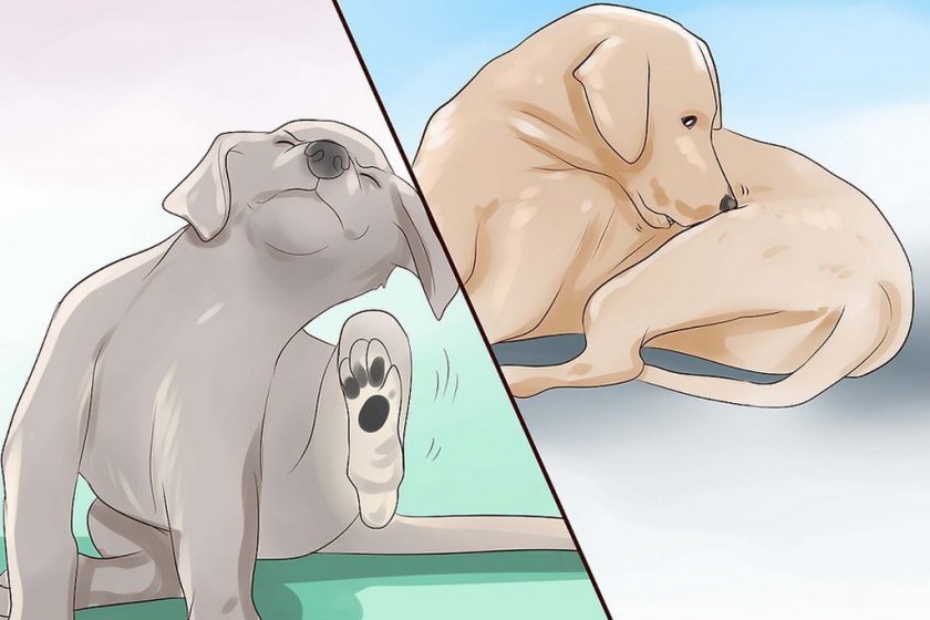 Грибок у собаки