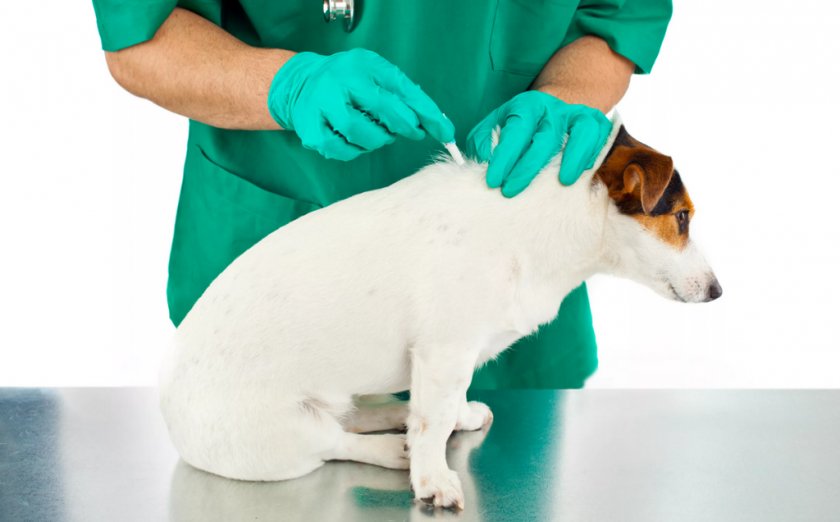 Обработка собаки мазью