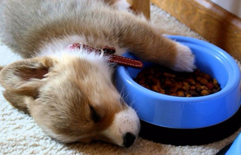 Питание щенка