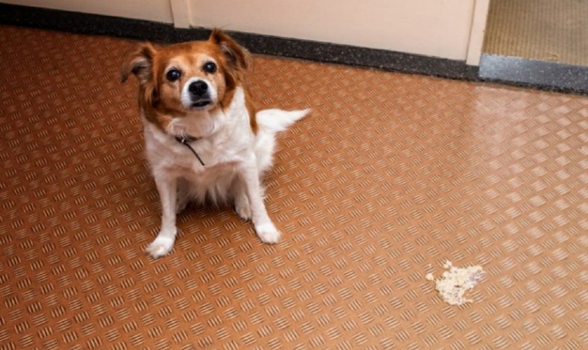 Собаку вырвало белой пеной Собаку вырвало белой пеной