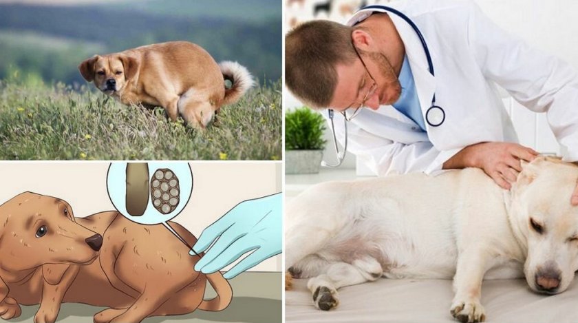 Глисты у собаки