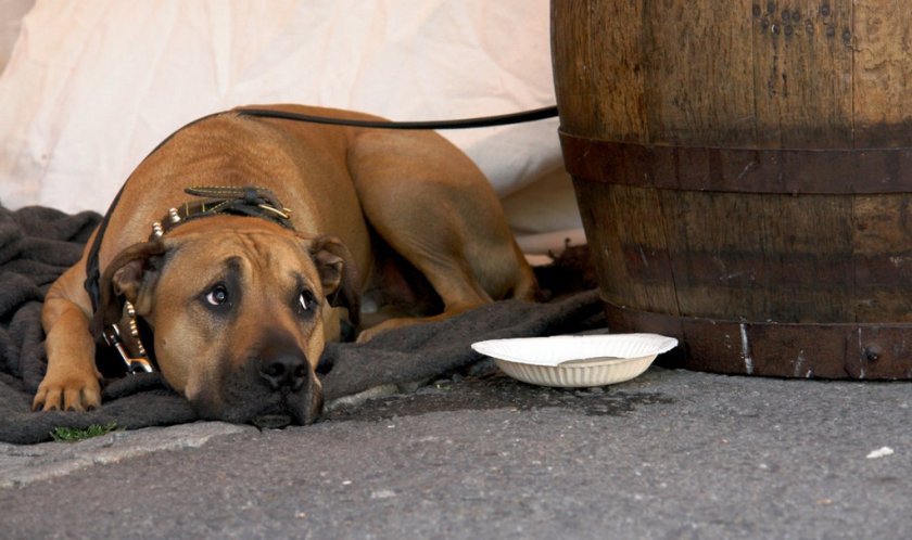 Чума у собаки