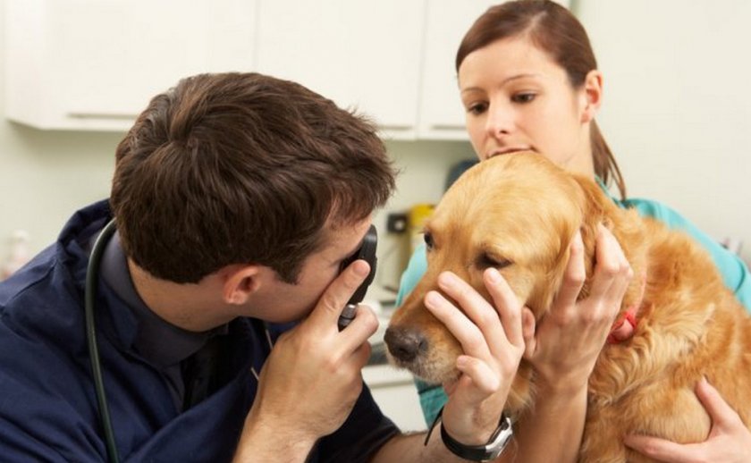 Черепно-мозговая травма у собаки Черепно-мозговая травма у собаки