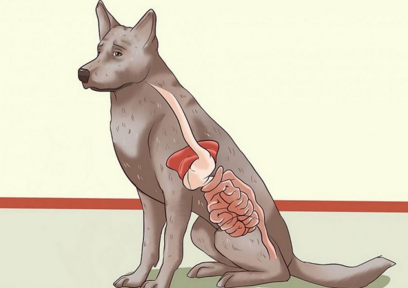Болезни ЖКТ у собаки Болезни ЖКТ у собаки