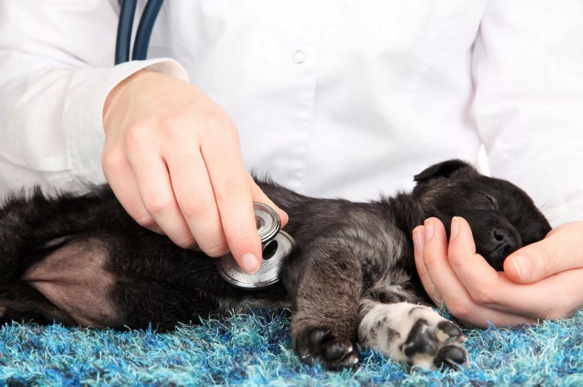 Порок сердца у собаки Порок сердца у собаки