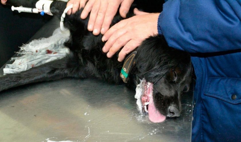 Эпилептический приступ у собаки Эпилептический приступ у собаки