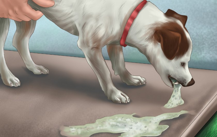Рвота у собаки Рвота у собаки