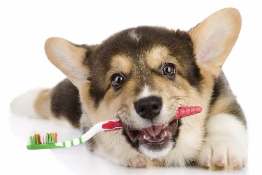 Вельш-корги