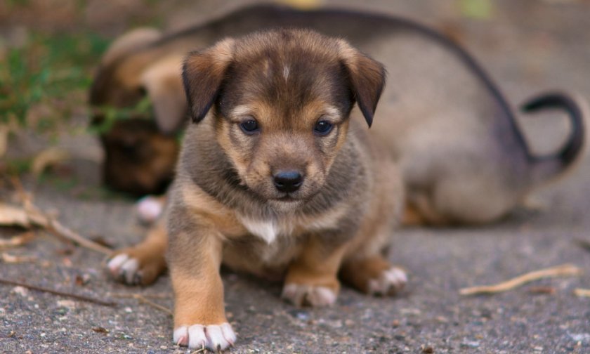 Маленькие щенки Маленькие щенки