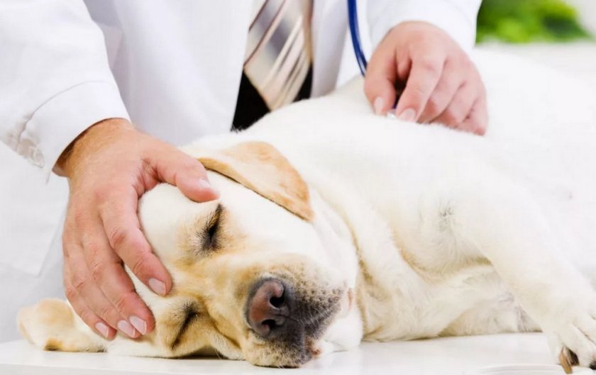 Шумы в сердце у собаки Шумы в сердце у собаки