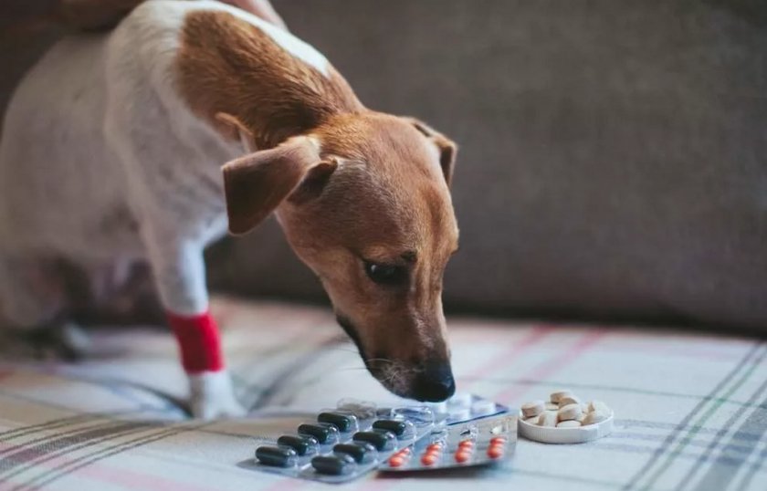 Лечение собаки Лечение собаки
