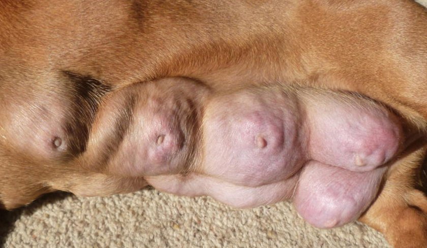 Мастопатия у собаки