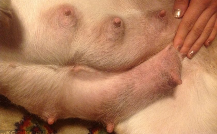 Мастопатия у собаки