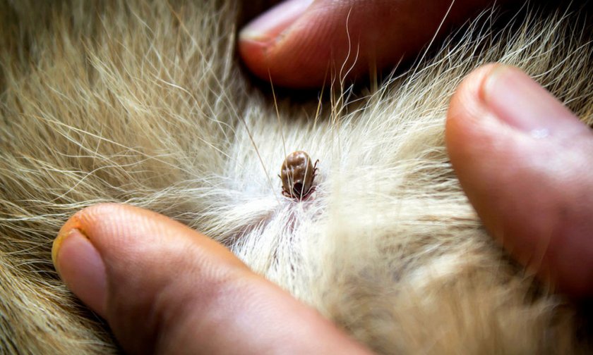 Клещ у собаки