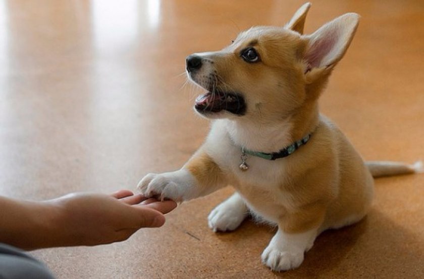 Дрессировка вельш-корги