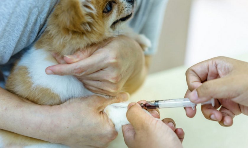 Забор крови у собаки