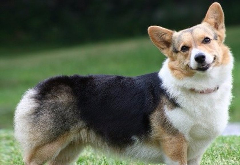 Здоровье корги Здоровье корги