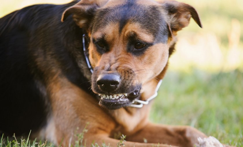 Бешенство у собаки