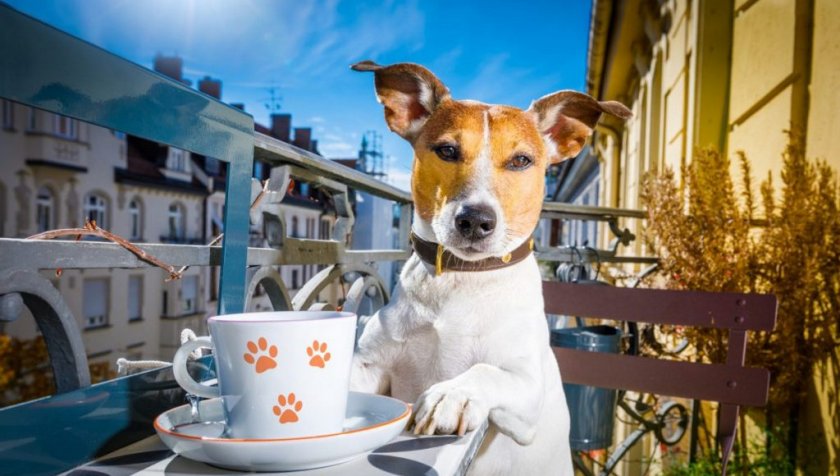 Отвары от поноса