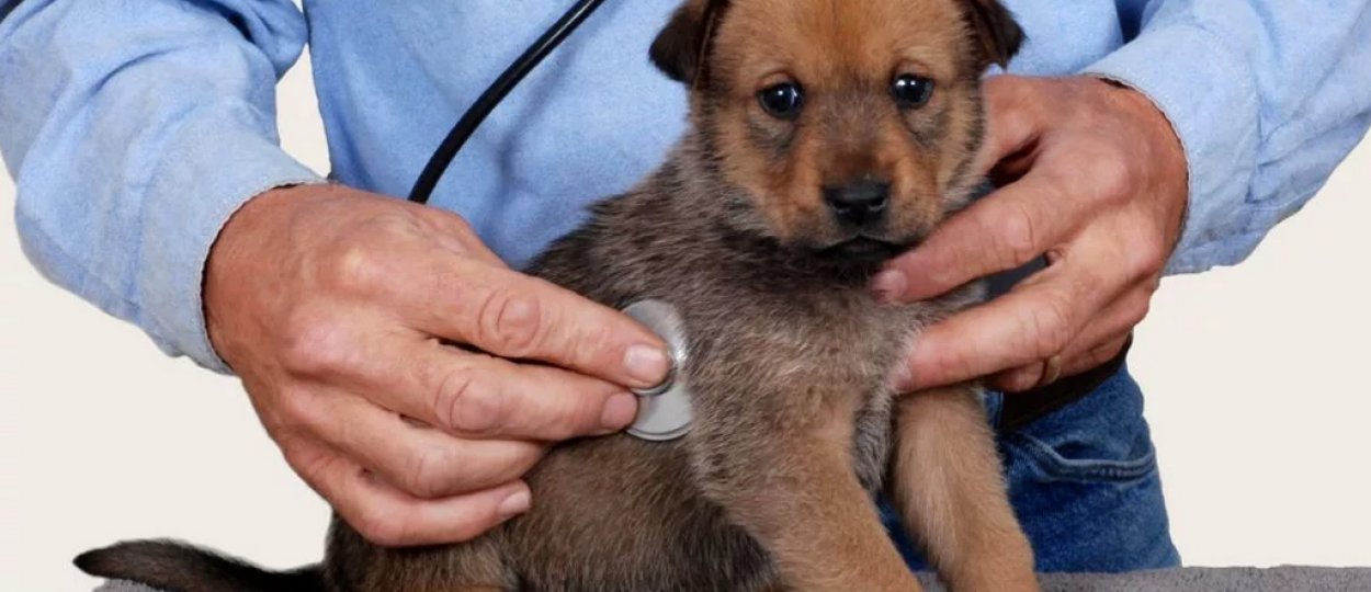 если собака кашляет и срыгивает белой пеной что делать. Смотреть фото если собака кашляет и срыгивает белой пеной что делать. Смотреть картинку если собака кашляет и срыгивает белой пеной что делать. Картинка про если собака кашляет и срыгивает белой пеной что делать. Фото если собака кашляет и срыгивает белой пеной что делать